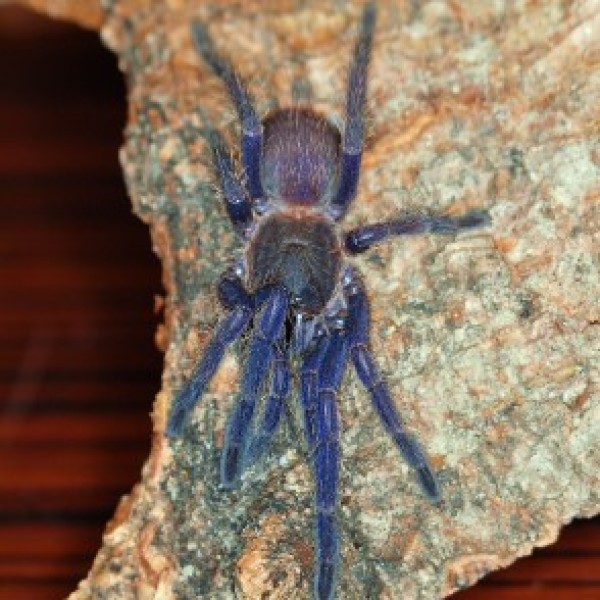 Chilobrachys sp. blue Vietnam juv.