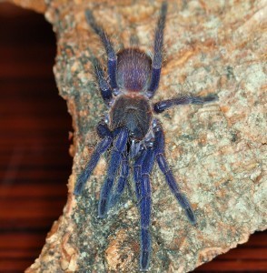 Chilobrachys sp blue