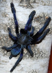 Lampropelma violaceopes